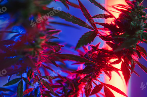 Preview: Cannabis Marijuana plant in Vaporwave deep purple neon style.