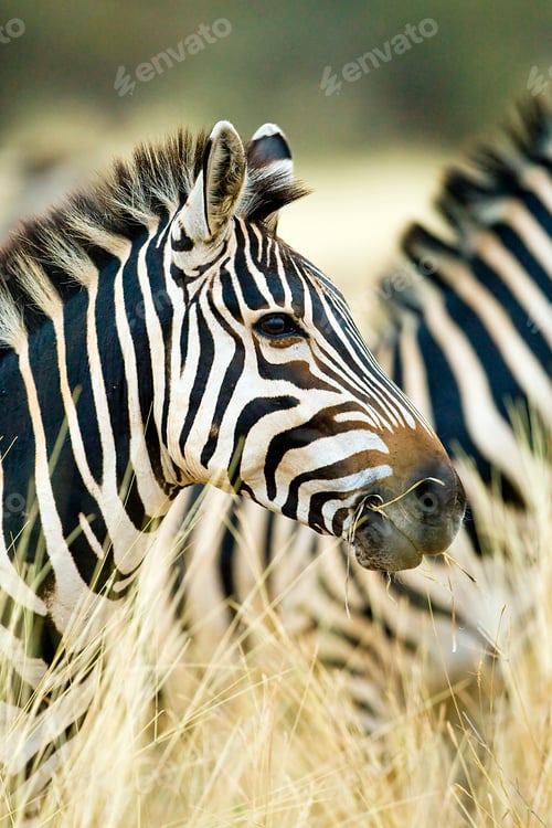 Preview: Wild African Zebra standing in tall grass