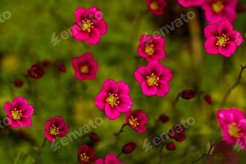 Preview: Red flowers against the background of grass