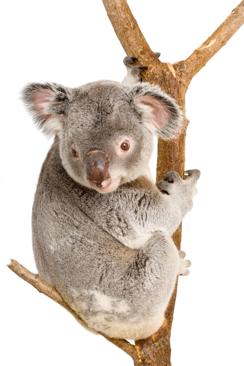 Vorschau: Koala
