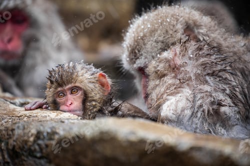 Preview: Snow monkey