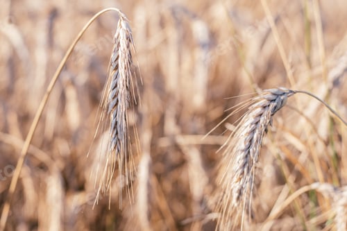 Preview: Rural scenery of dry ripe rye spikelets of meadow field in summer.