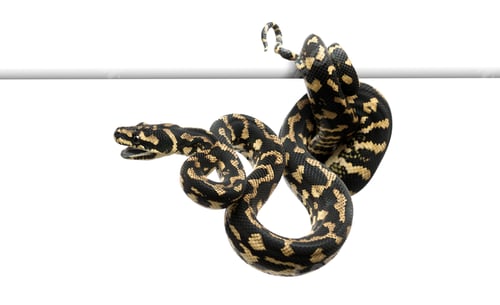 Preview: Jungle carpet python, Morelia spilota cheynei against white background