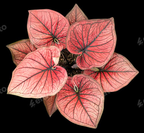 Preview: Beautiful colorful caladium on Black background isolate with clipping path. Queen
