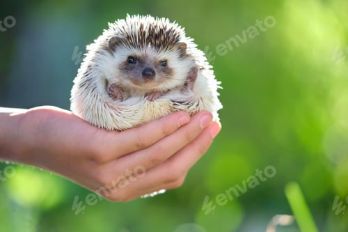 Preview: Human hands holding little african hedgehog pet outdoors on summer day. Keeping domestic animals and