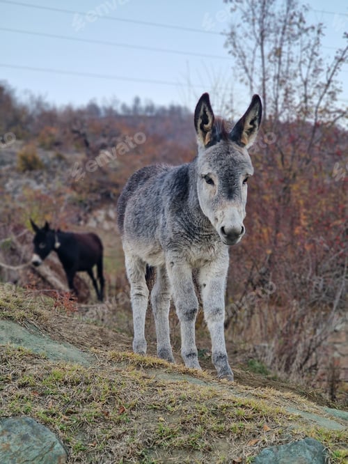 Preview: Small donkey stands in a grassy field near a lush, green forest