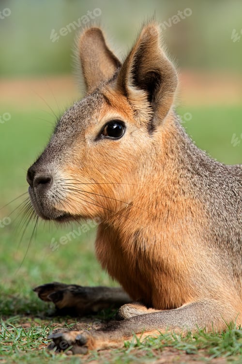 Preview: Portrait of a Patagonian mara - Argentina