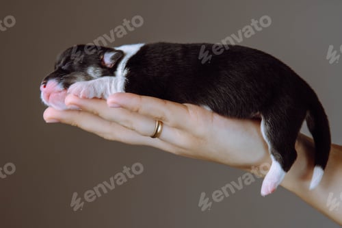 Preview: Closeup unrecognizable woman hand with ring on finger hold small sleepy puppy of Welsh corgi dog in