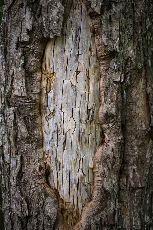 Preview: bark of tree texture