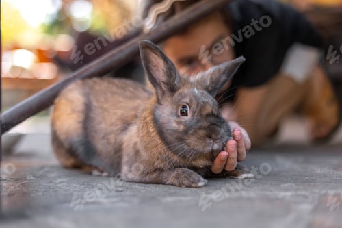 Preview: A girl plays with a domestic rabbit on the street. Pet concept.