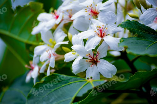 Preview: Closeup shot of blooming white hawthorn flowers on a branch