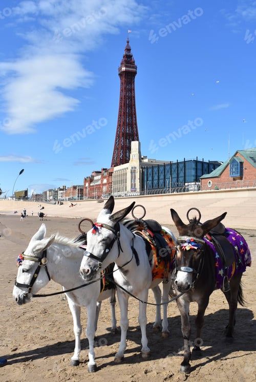 Preview: Vertical shot of three donkeys standing in front of Blackpool Tower on a sunny day