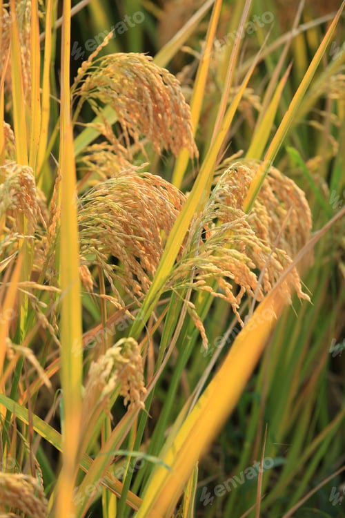 Preview: Vertical shot of a growing, golden rice under a bright sunlight