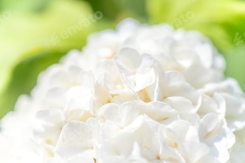 Preview: White hydrangea flower in garden,