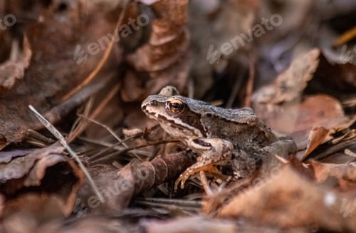 Preview: Camouflage frog near the leafs