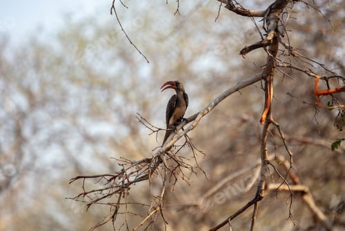 Preview: Southern red-billed hornbill on a tree branch in african savanna