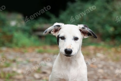 Preview: Portrait of cute stray dog outdoors. Homeless pet