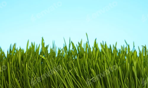 Preview: Fresh spring grass close up over blue sky