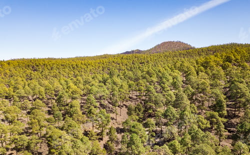 Preview: Directly above view from the drone of a pine forest in the mountains of Tenerife, Canary Islands