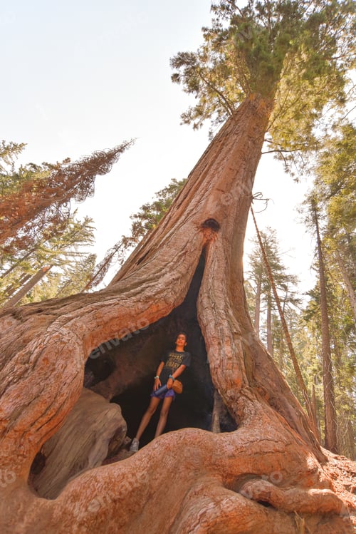 Preview: In the lap of a tree