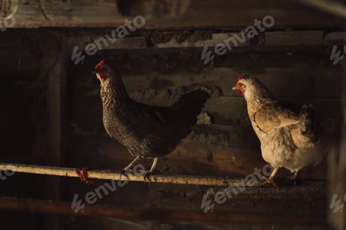Preview: White and black chickens living in a chicken coop