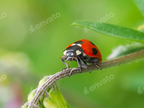 Preview: Close up of ladybug on the grass