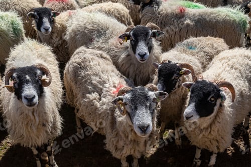 Preview: Swaledale Sheep - Yorkshire Dales - England