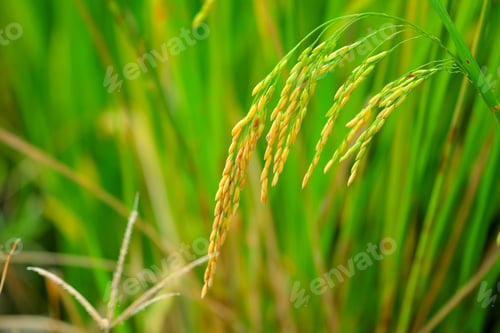 Preview: Asia paddy rice