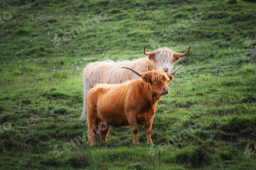 Preview: Furry highland cows in Isle of Skye, Scotland. Rural landscape,farming and agriculture concept