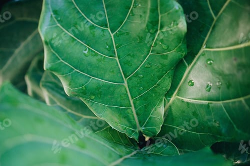 Preview: Fiddle leaf fig plant closeup texture background