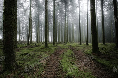 Preview: Grassy pathway surrounded by the tall trees in the foggy and mystic forest