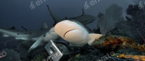 Preview: Huge white sharks in blue ocean swims under water