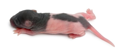 Preview: High angle view of baby rat, 5 days old, in front of white background