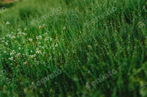 Preview: Field of spring flowers and green grass at sunset