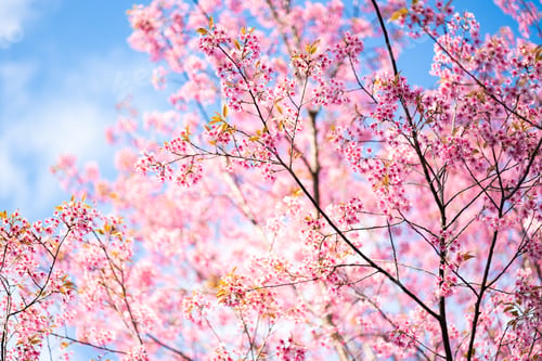 Preview: beautiful blossom flower tree in pink color, spring winter season with colorful pink and red flower
