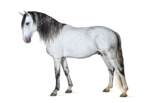 Preview: White lusitano horse standing in front, side view, isolated on w