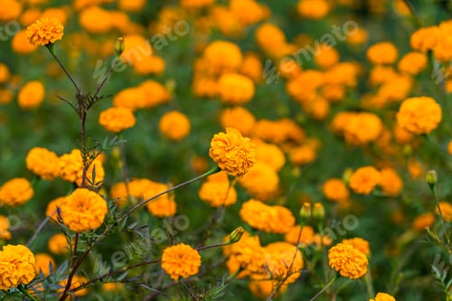 Preview: Closeup view of Marigold flower