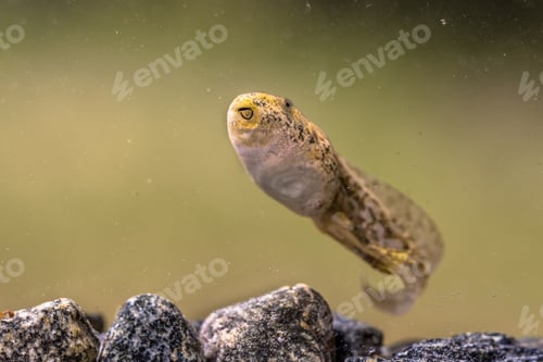 Preview: Tadpole of Phelophylax frog mouth visible