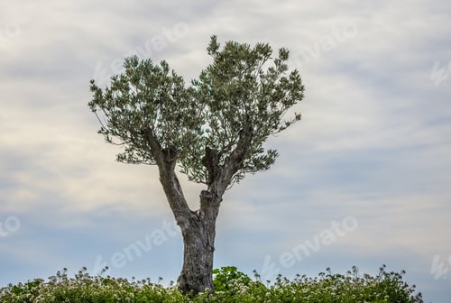 Vorschau: Wunderschöne Landschaft eines Baumes, der in einem Feld mit Wildblumen unter bewölktem Himmel wächst