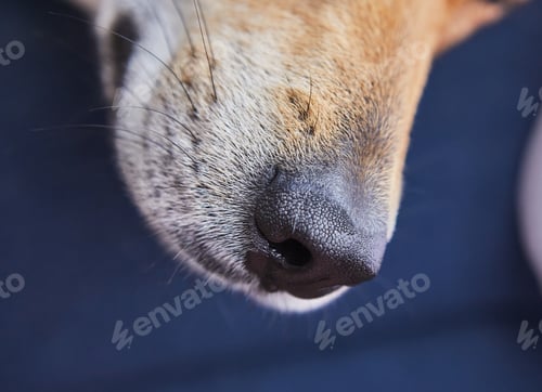Preview: Cute red dog, nose close up Background
