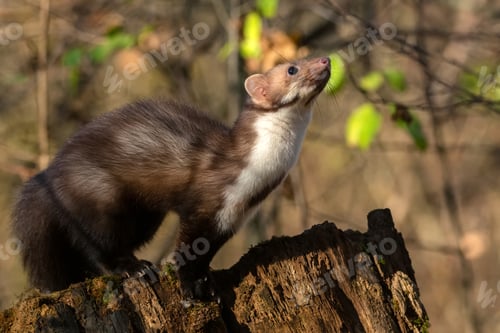 Preview: Beech marten or Martes foina also known as stone marten or white-breasted marten