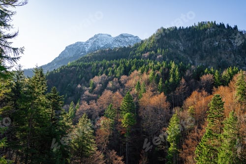 Preview: Sauling Mountain peak at Ammergau Alps with beautiful vegetation - Schwangau, Bavaria, Germany