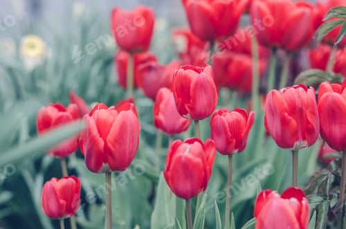 Preview: Beautiful red tulip plantation