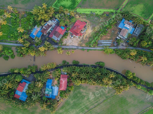 Preview: Aerial drone view of houses surrounded paddy field and green trees at Perak, Malaysia