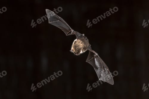 Preview: Flying Natterers bat looking down