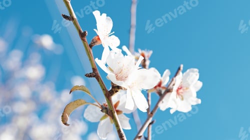 Preview: Blossoming branches tree on blue sky