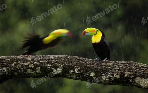 Preview: Toucan in Costa Rica