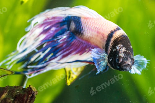 Preview: Closeup shot of sick betta fish in an aquarium