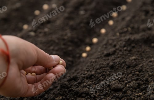 Preview: Sow the seeds in the garden into the soil. Selective focus.