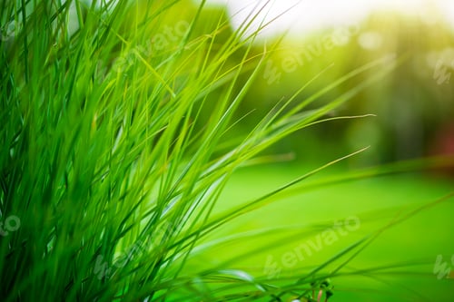 Preview: Long natural green grass